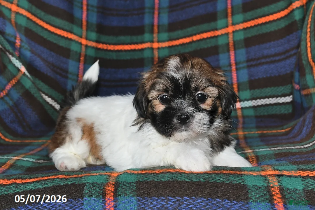 Shih Tzu dogs for sale: Alice - Ad 1