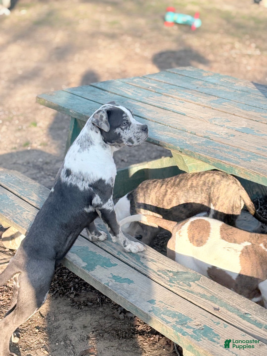 American Bully dogs for sale: Hope - Ad 7