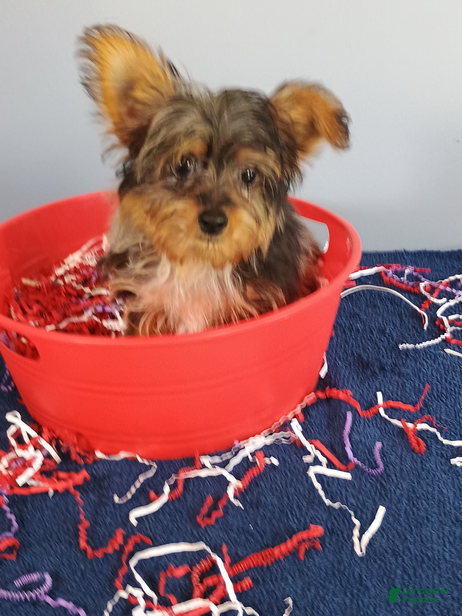 Yorkshire Terrier dogs Yorkshire Terrier 1 - Ad 25