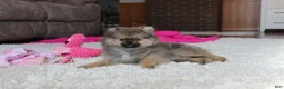 Pomeranian dogs for sale: Pomeranian Puppy 1 - Ad 1