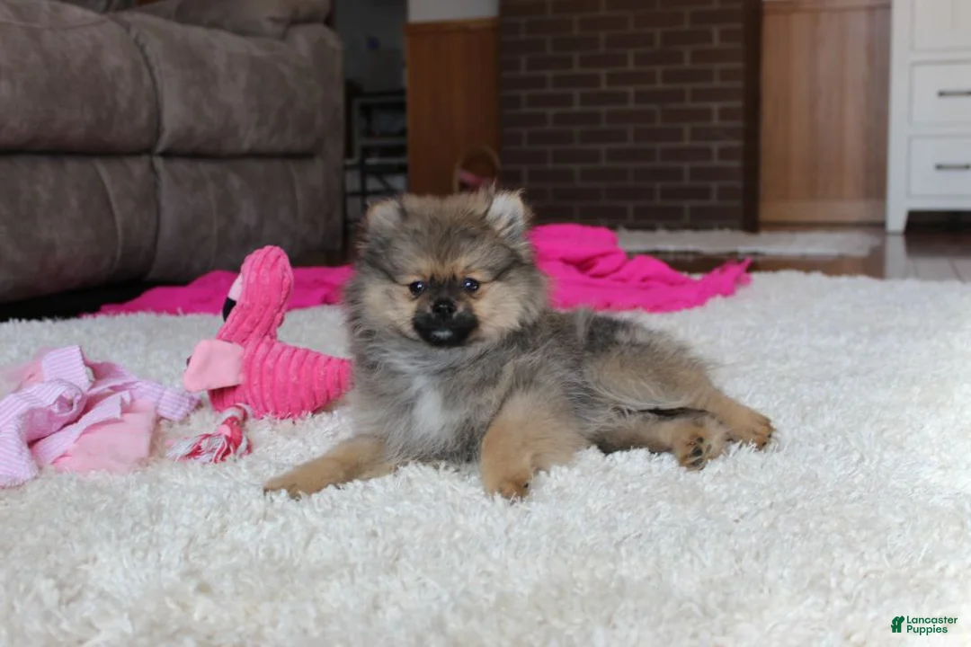 Pomeranian dogs for sale: Pomeranian Puppy 1 - Ad 1