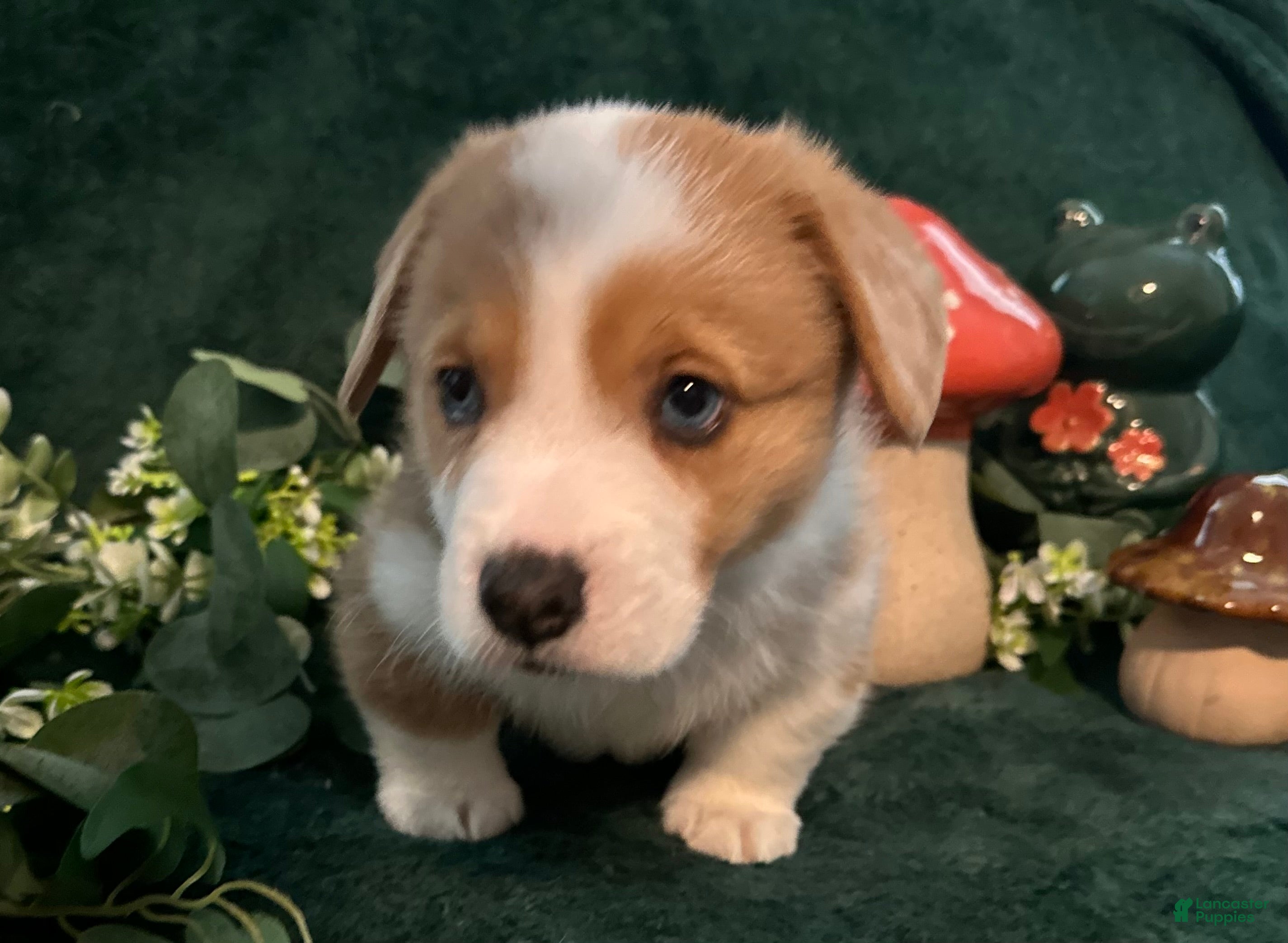 Welsh Corgi Pembroke dogs Bailey - Ad 11