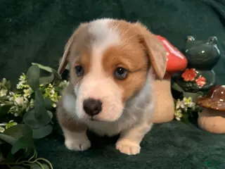 Welsh Corgi Pembroke dogs Bailey - Ad 11