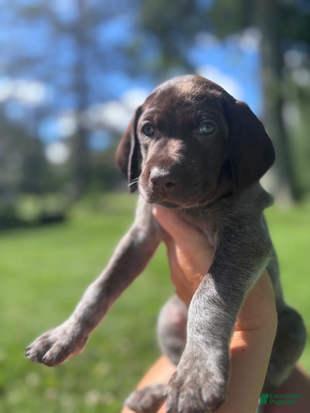German Shorthaired Pointer dogs for sale: German Shorthaired Pointer 1 - Ad 2