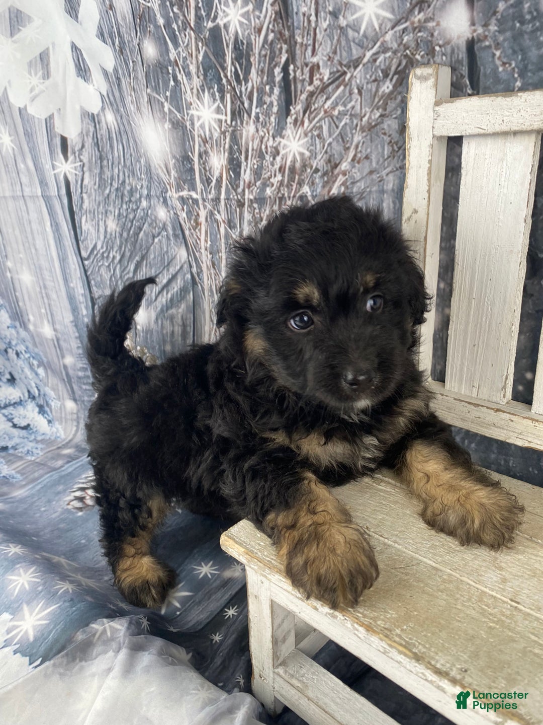 Mini Aussiedoodle dogs for sale: Ian - Ad 11