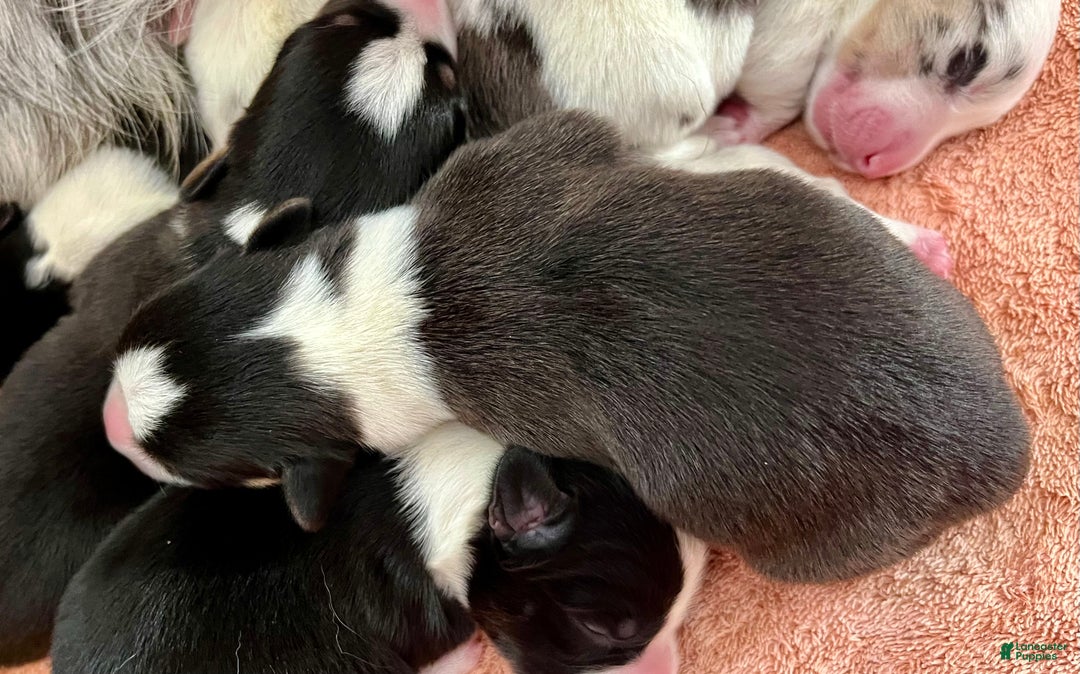 Welsh Corgi Cardigan dogs for sale: Welsh Corgi Cardigan Puppy 5: Tab - Ad 3