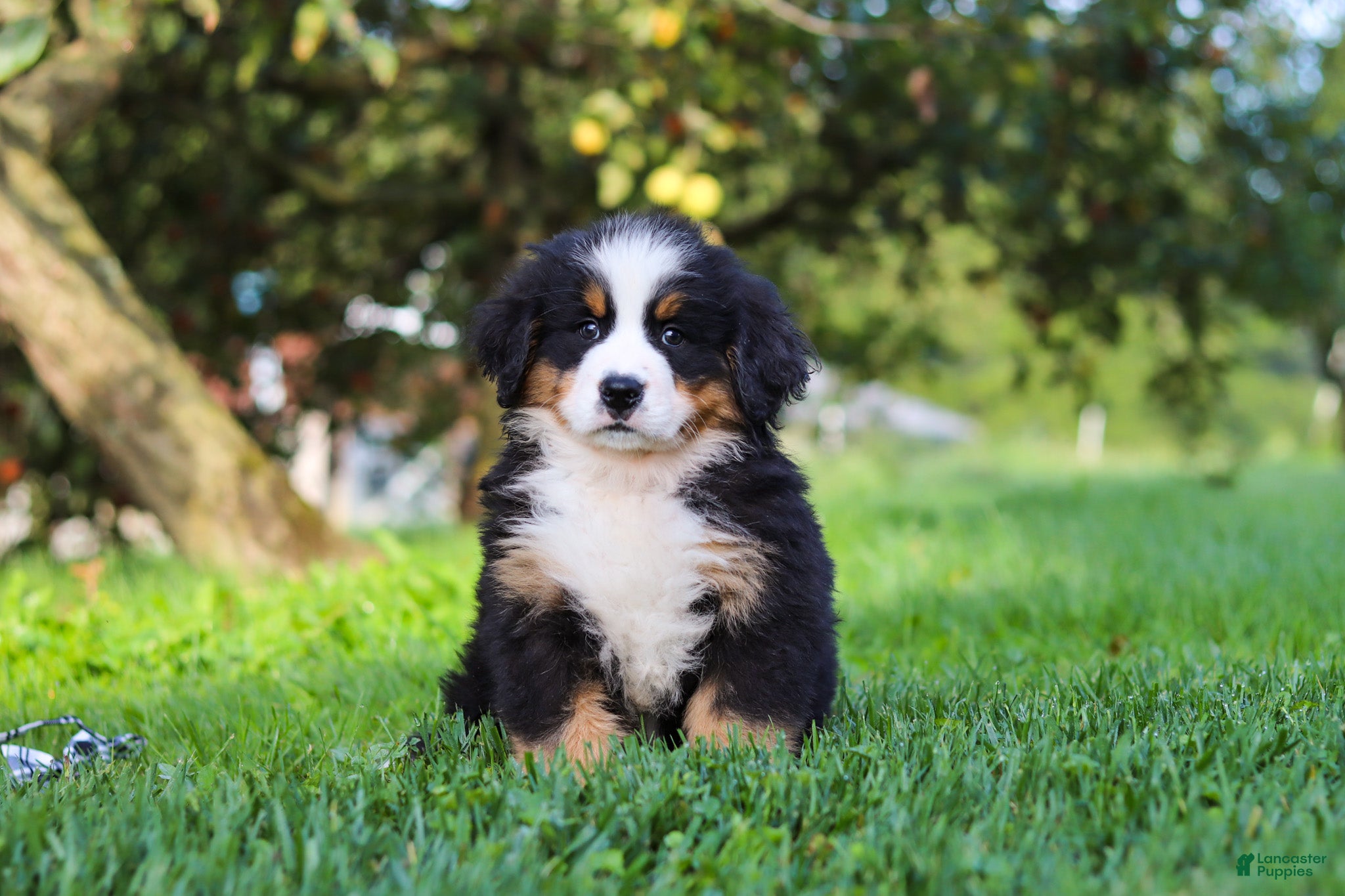 Miniature Bernese Mountain Dog dogs Izzy - Ad 1