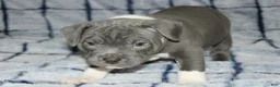 American Bully dogs for sale: Shao Khan - Ad 3