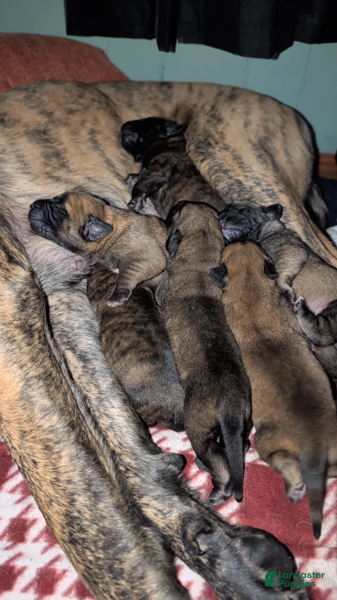 English Mastiff dogs for sale: English Mastiff Puppy 1 - Ad 1