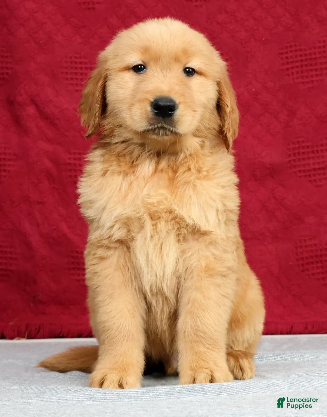 Golden Retriever dogs for sale: Jasper - Ad 2