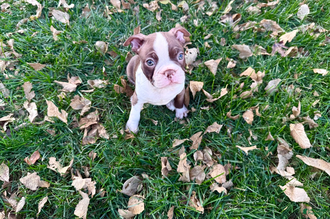 Boston Terrier dogs for sale: Boston Terrier Puppy 3 - Ad 3