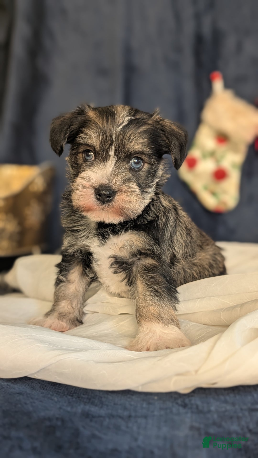 Miniature Schnauzer dogs for sale: Willow  - Ad 9