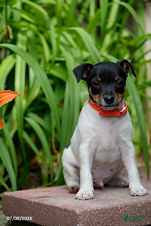Toy Fox Terrier dogs Trooper - Ad 2