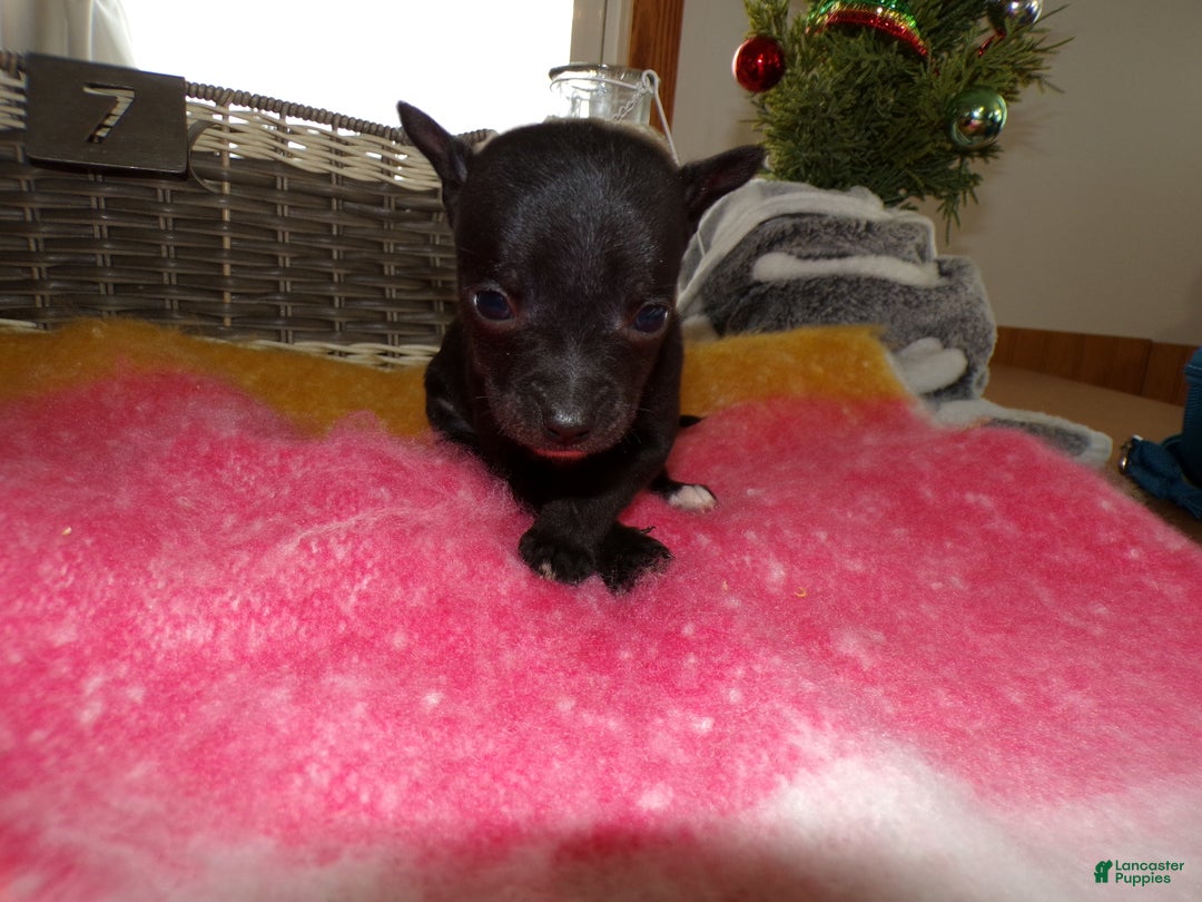 Chihuahua dogs for sale: Chihuahua Puppy 7 Tinker - Ad 4