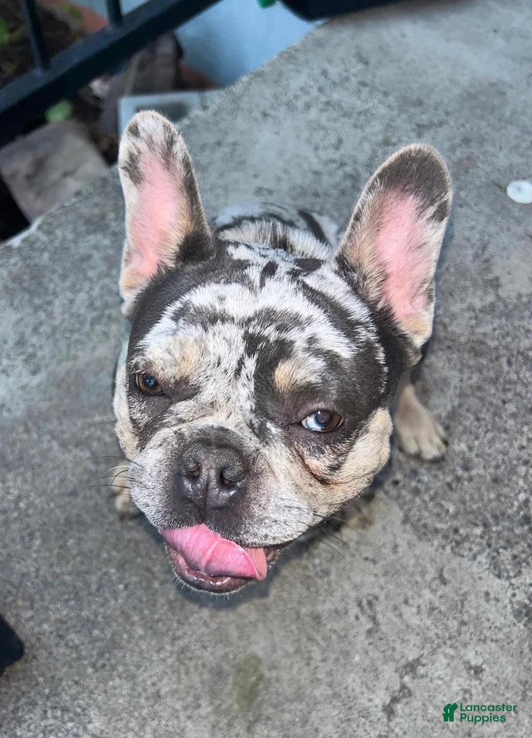 French Bulldog dogs for sale: French Bulldog Puppy 1 - Ad 13