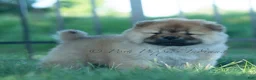 Chow Chow dogs for sale: Meesha - Ad 5