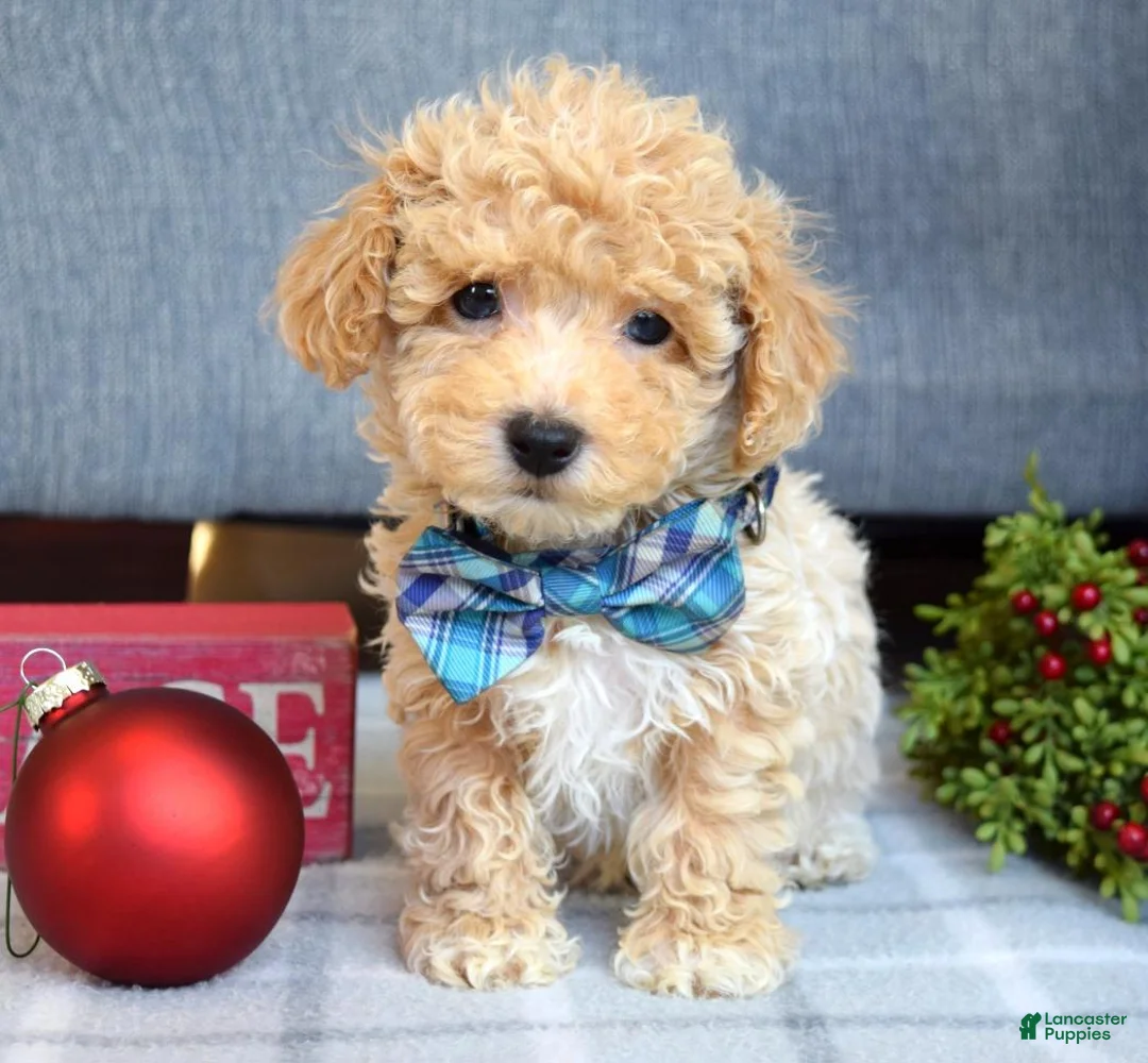 Maltipoo dogs for sale: Frankie  - Ad 8