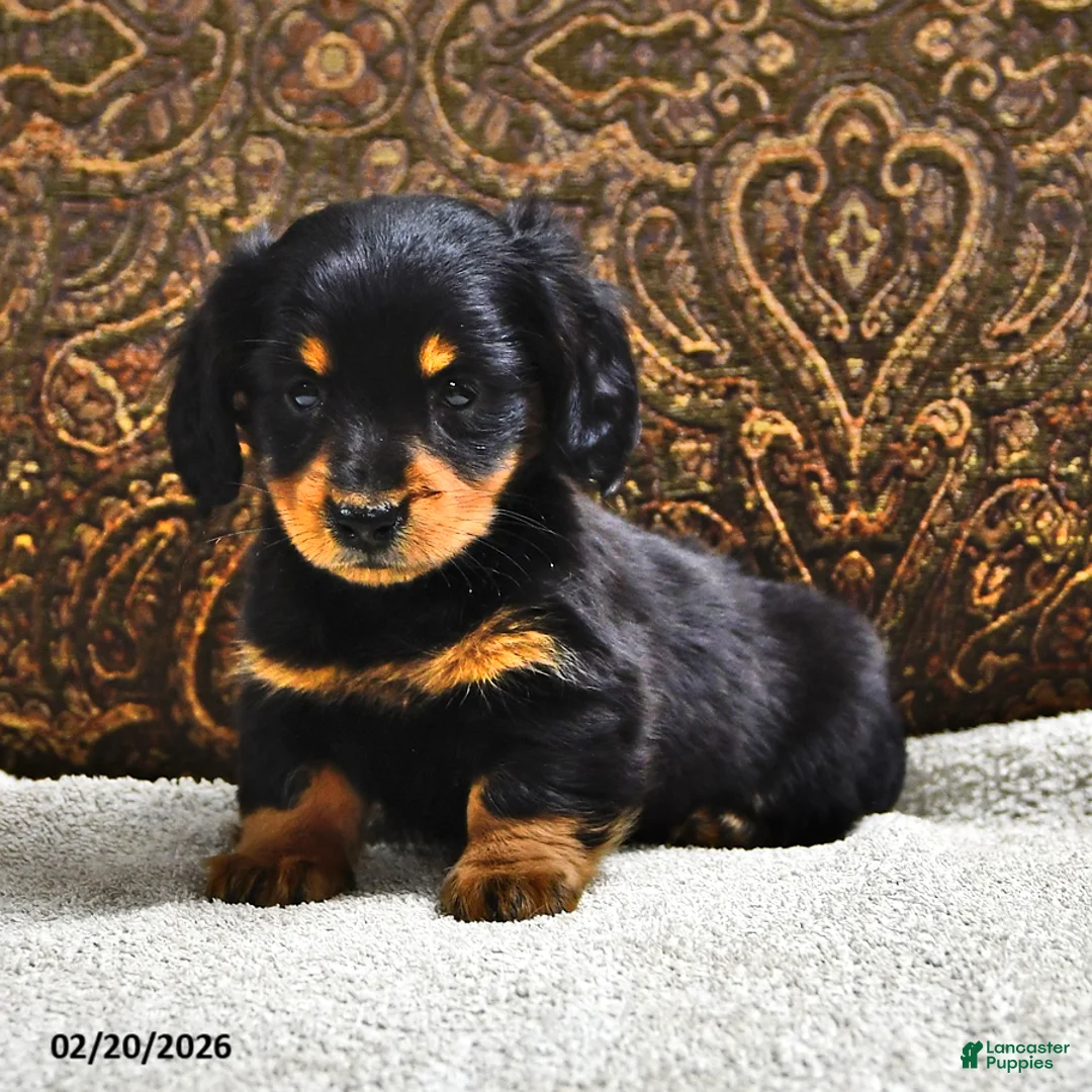 Miniature Dachshund dogs for sale: Clover - Ad 4