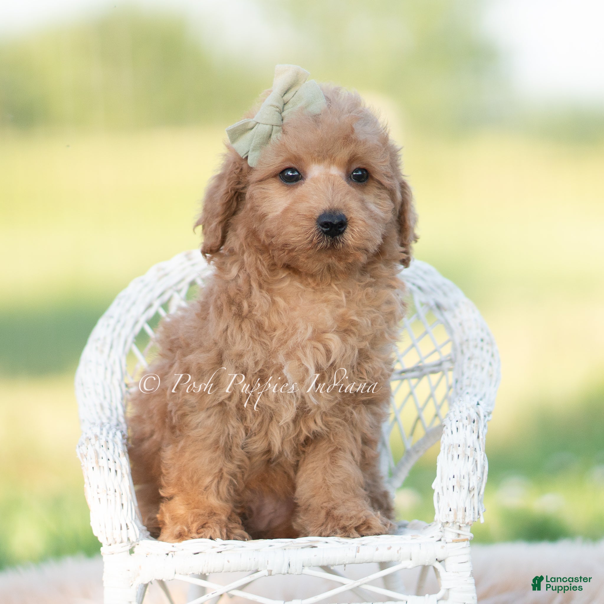 Mini Goldendoodle dogs rocket - Ad 12