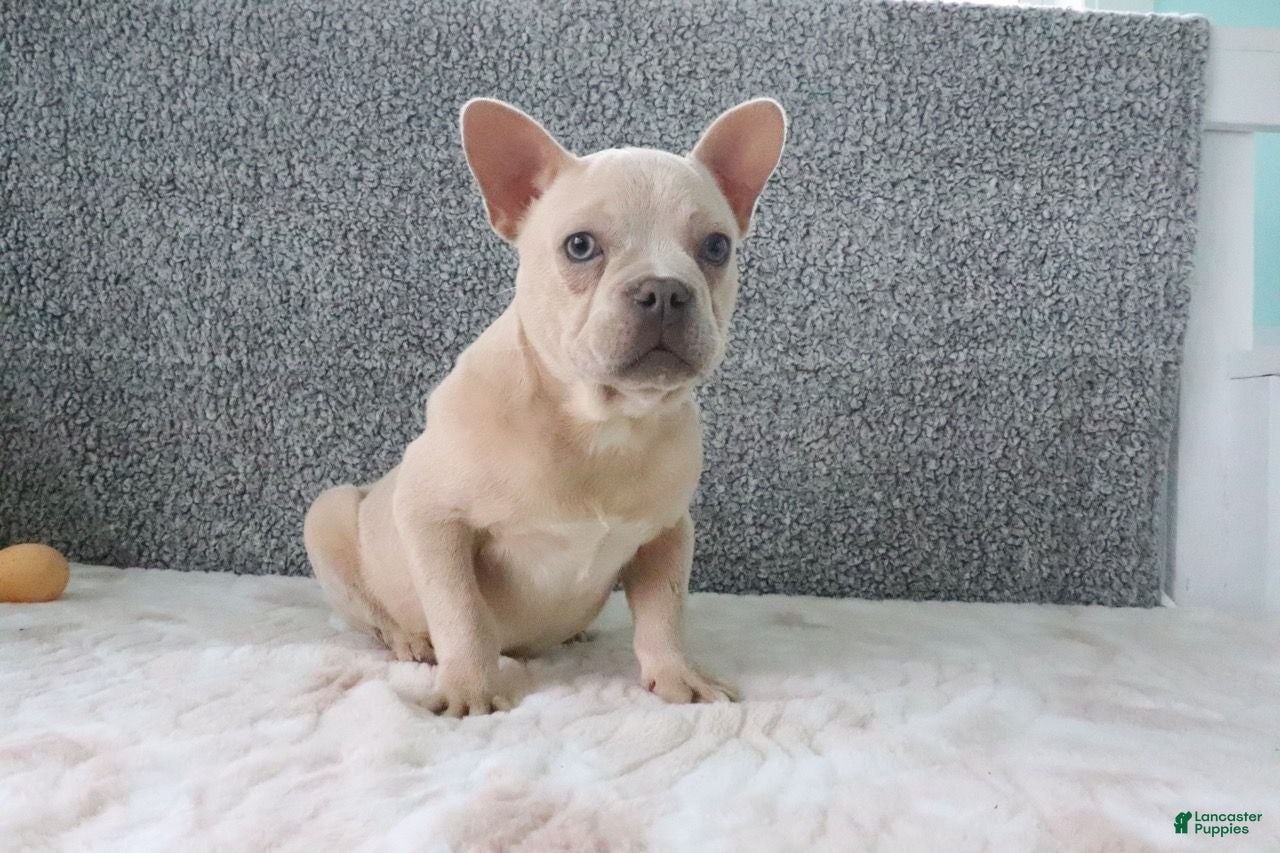French Bulldog dogs for sale: Buster - Ad 1
