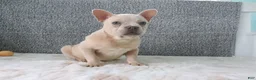 French Bulldog dogs for sale: Buster - Ad 1