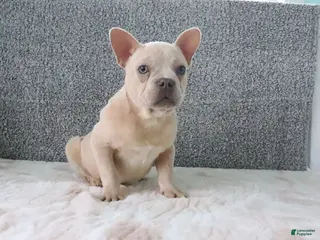 French Bulldog dogs for sale: Buster - Ad 1
