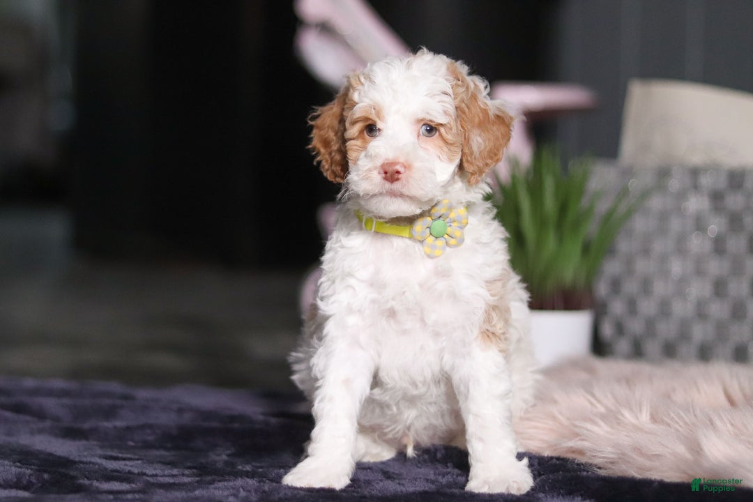 Miniature Poodle dogs for sale: Mateo - Ad 1
