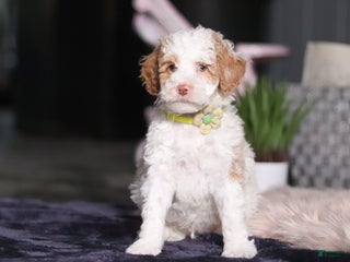 Miniature Poodle dogs Mateo - Ad 24