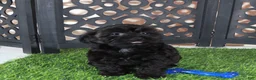 Yorkiepoo dogs for sale: Dirk Sleek Black Yorkie-poo Puppy - Ad 4