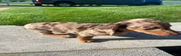 Miniature Dachshund dogs for sale: Otis - Ad 10