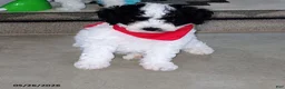 Miniature Poodle dogs for sale: Bingo - Ad 3