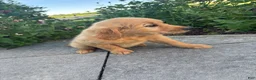 Golden Retriever dogs for sale: Gloria - Ad 5