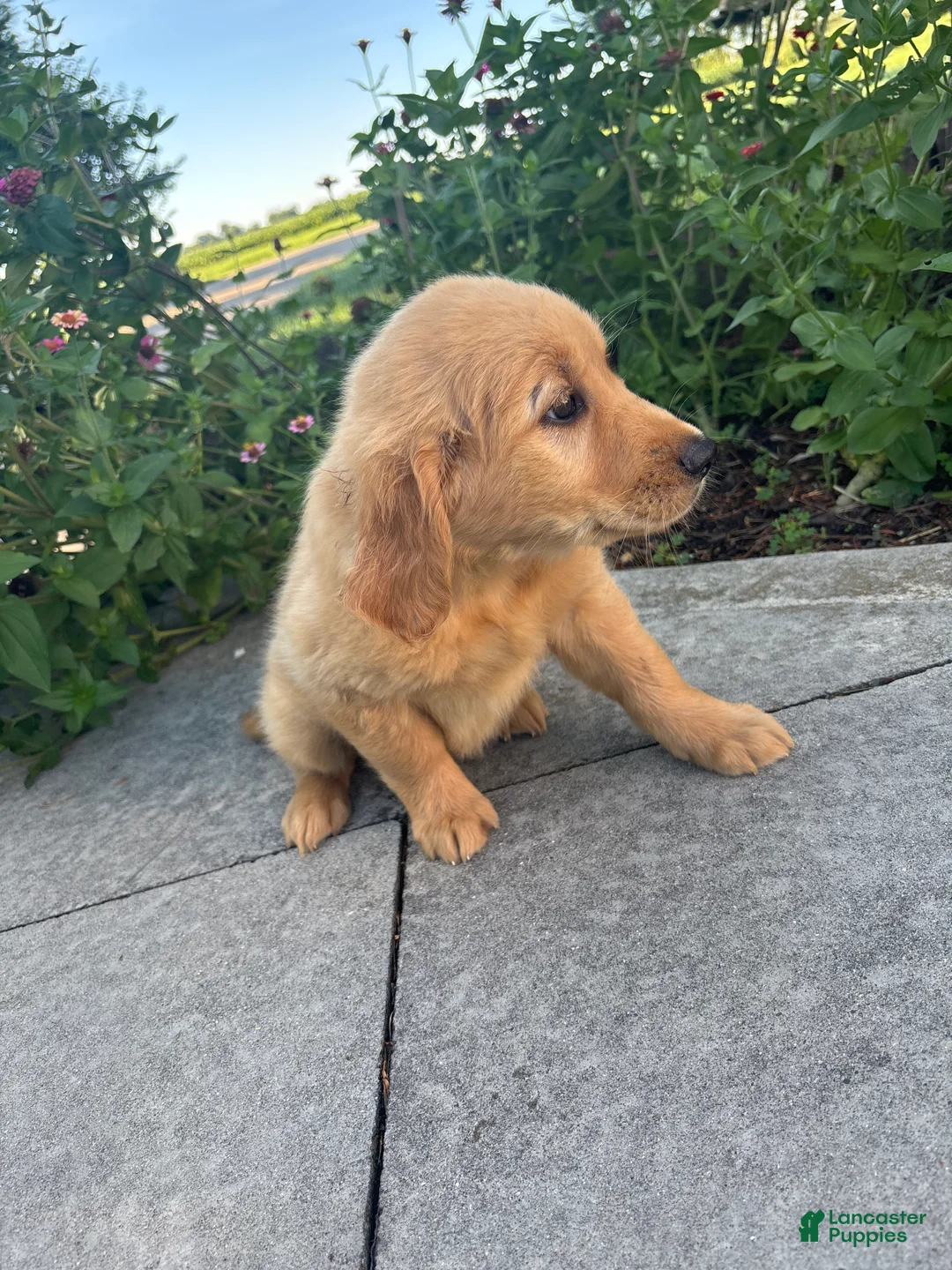 Golden Retriever dogs for sale: Gloria - Ad 5