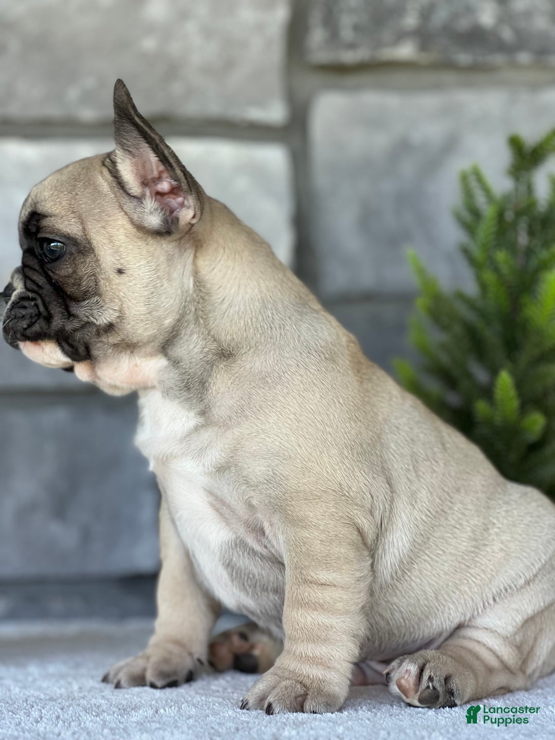 French Bulldog dogs for sale: Niko - Ad 4