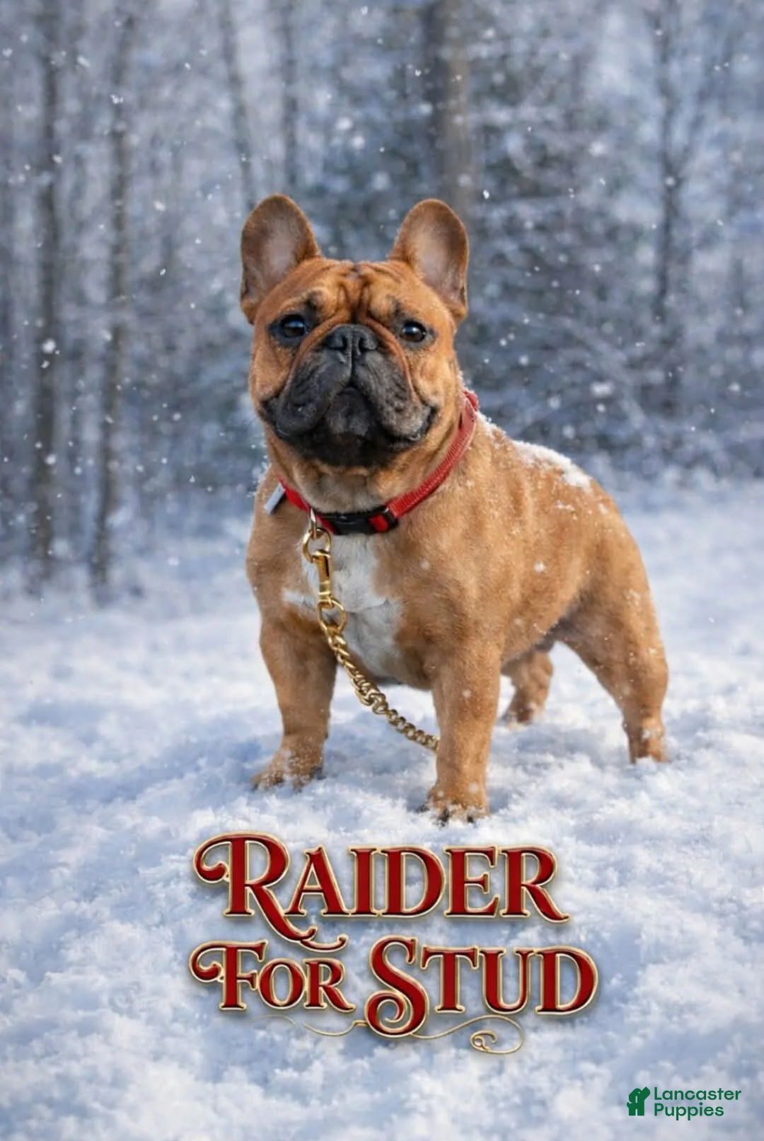 French Bulldog dogs for stud: French Bulldog 1 puppies - Ad 11