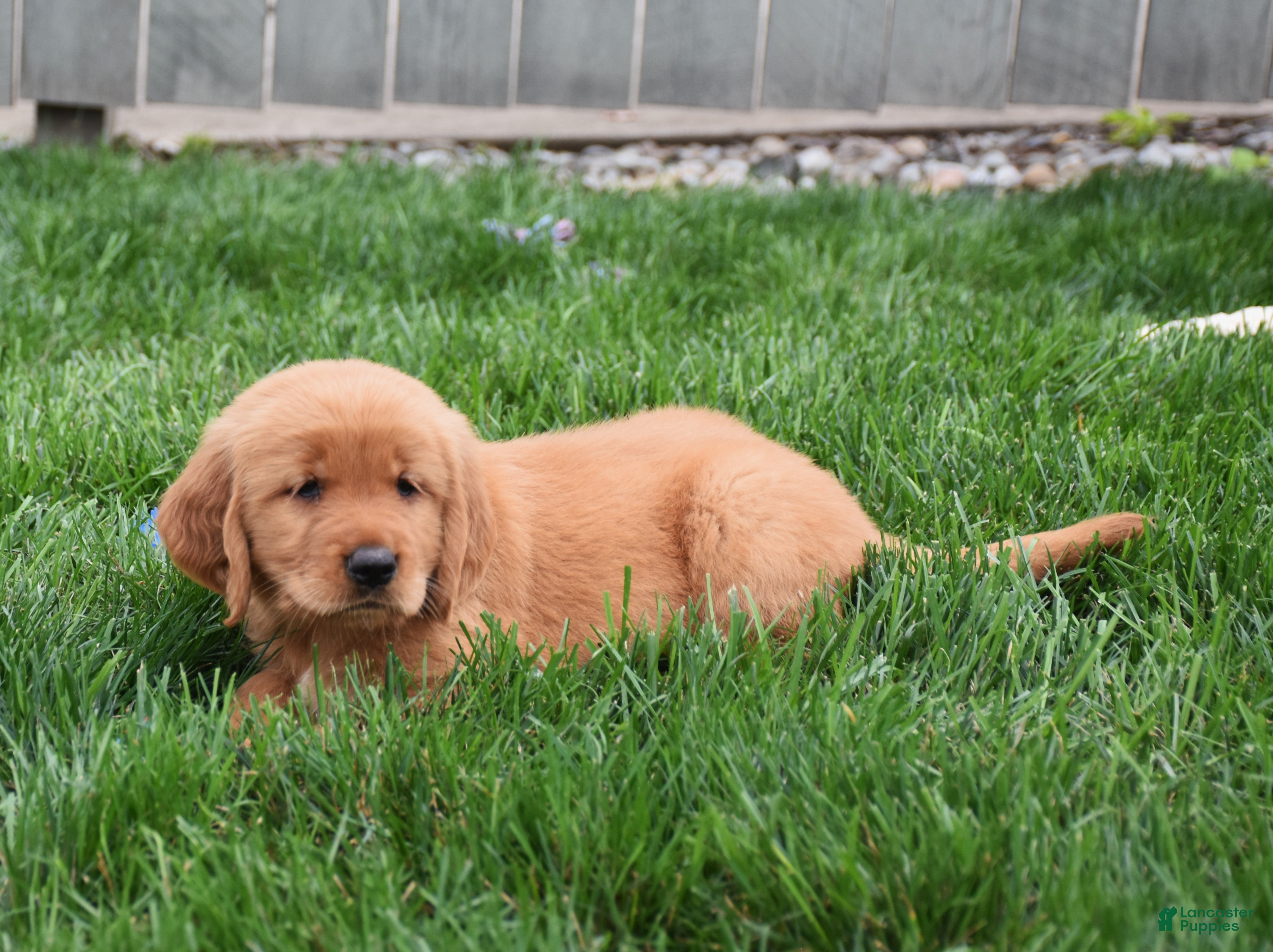 Golden Retriever dogs Gala - Ad 2