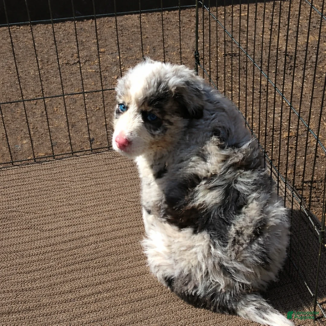 Australian Shepherd dogs for sale: Milo  - Ad 4