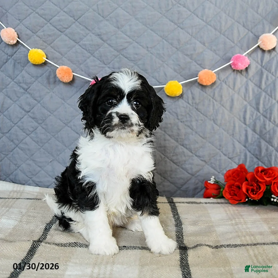 Cavapoo dogs for sale: Cheddar - Ad 3