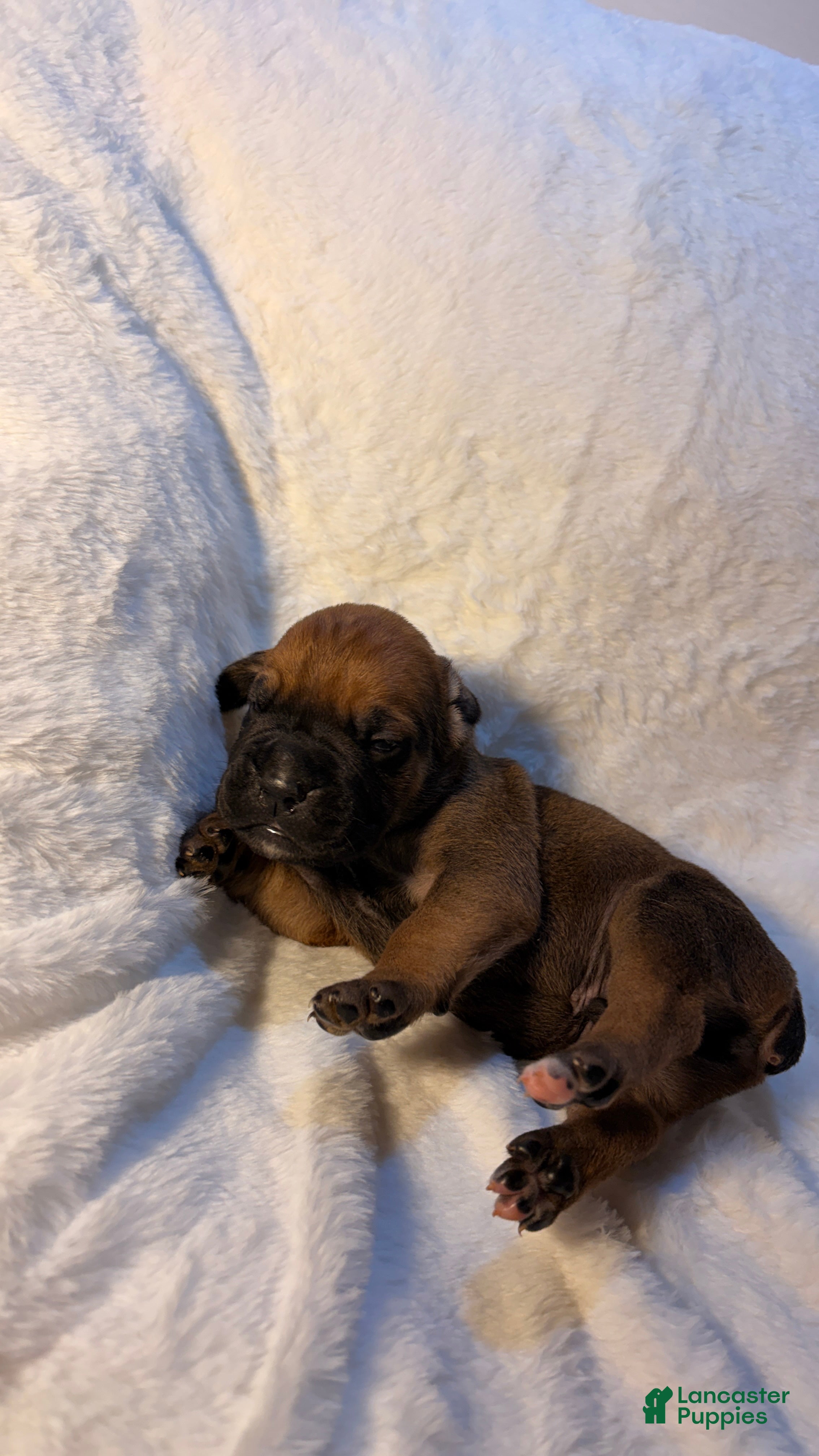 Cane Corso dogs Cane Corso Puppy 5 - Ad 28