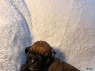 Cane Corso dogs Cane Corso Puppy 5 - Ad 28