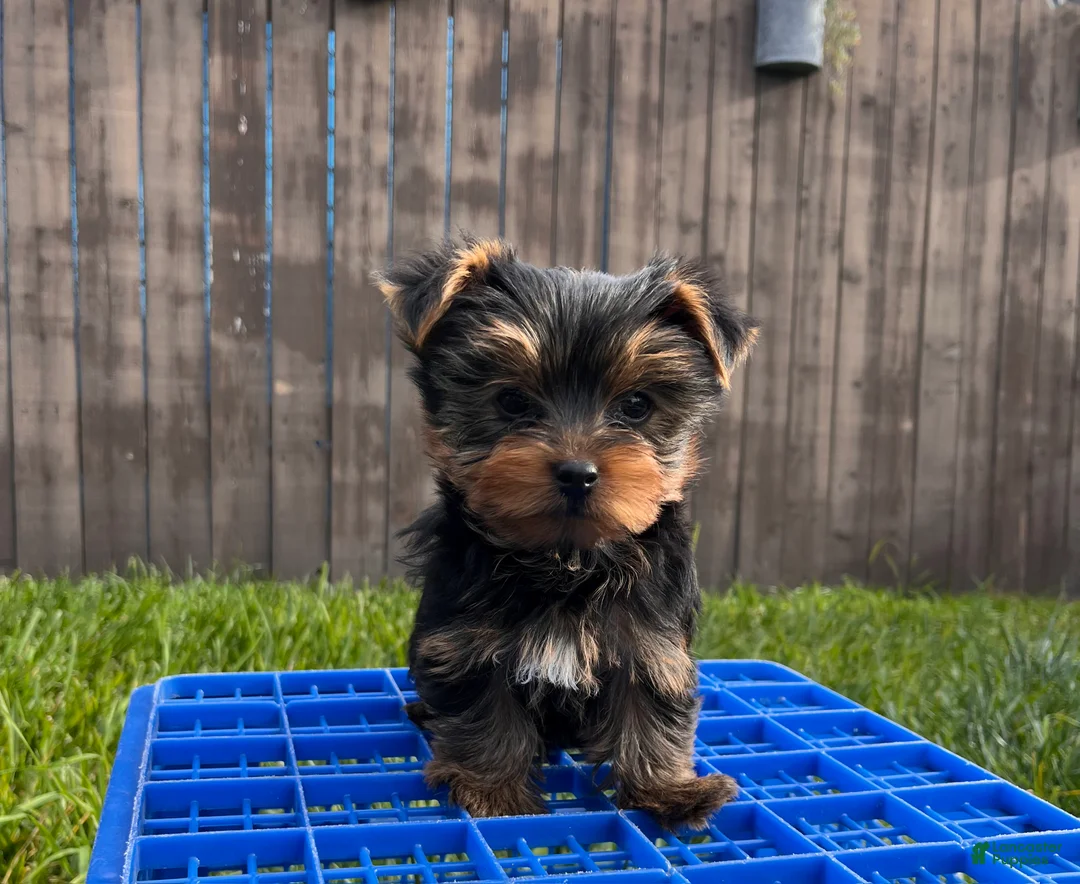 Yorkshire Terrier dogs for sale: AKC Yorkshire Terrier Puppy 1 - Ad 3