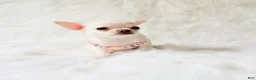 Chihuahua dogs for sale: Liam - Ad 7