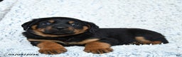 Rottweiler dogs for sale: Rocky - Ad 2