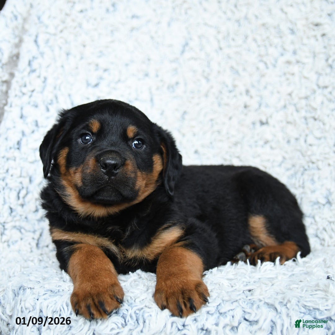 Rottweiler dogs for sale: Rocky - Ad 2
