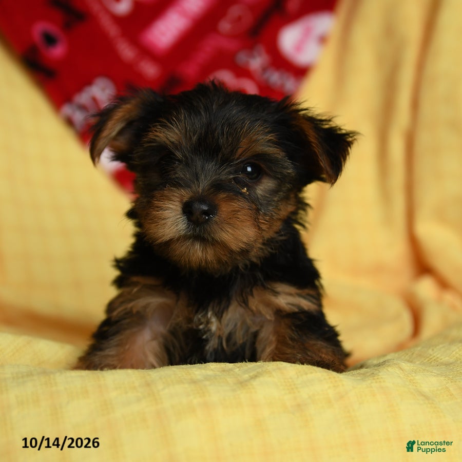 Yorkshire Terrier dogs for sale: Chanel - Ad 2