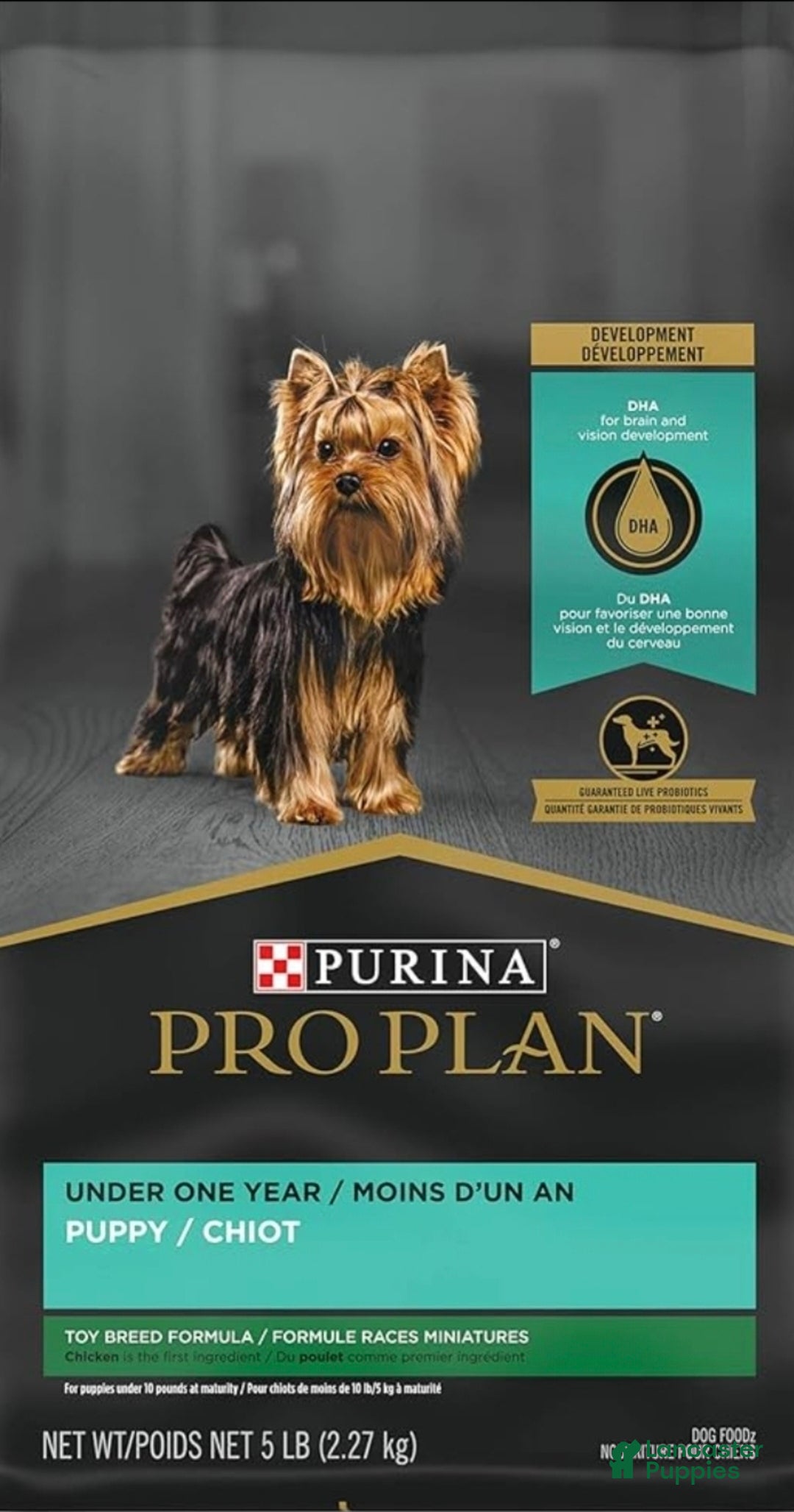 Shih Tzu dogs for sale: Mickey  - Ad 9