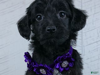 Yorkiepoo dogs - Ad 29