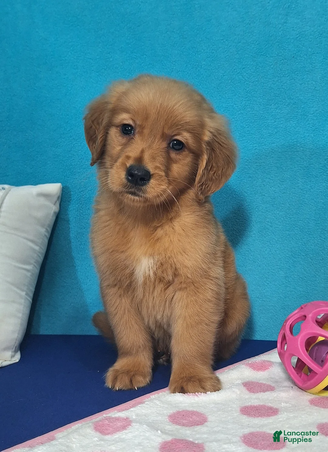 Golden Retriever dogs for sale: Hadley - Ad 2