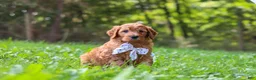 Goldendoodle dogs for sale: Baxter - Ad 3