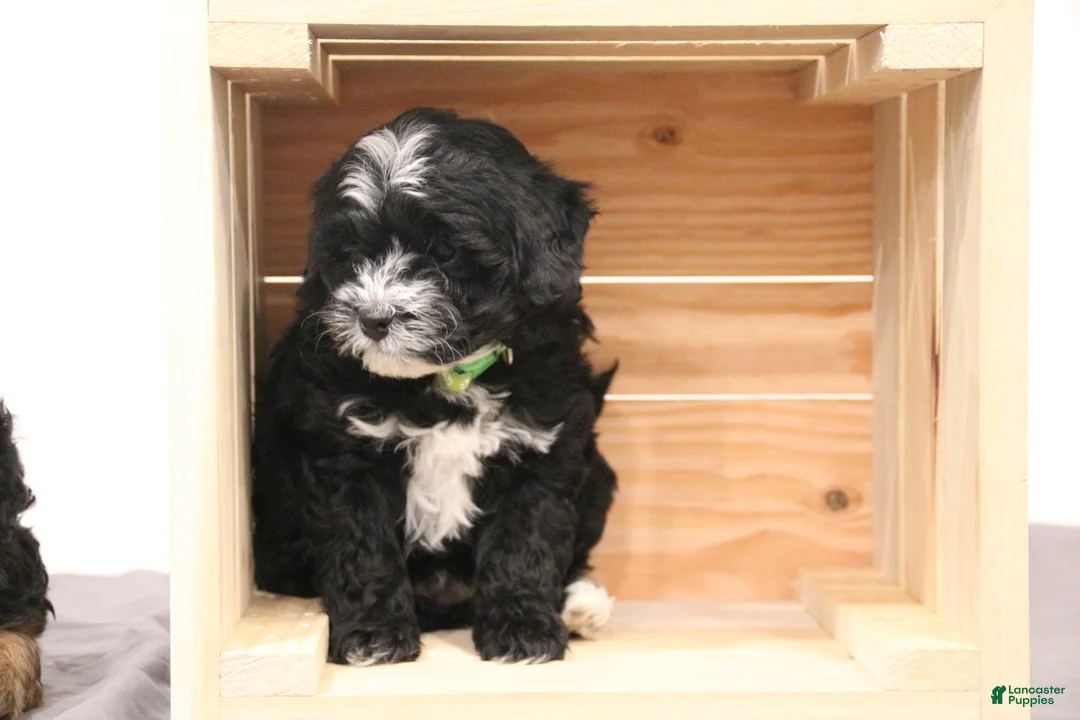 Mini Bernedoodle dogs for sale: Archie - Ad 2